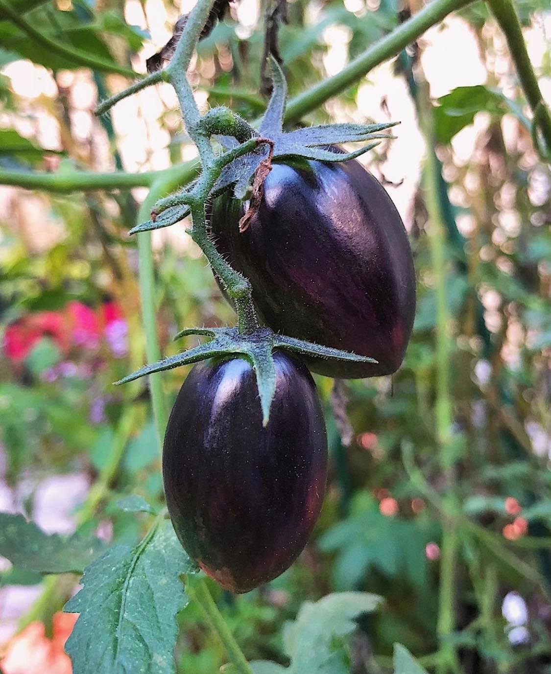 Brad’s Atomic Grape Tomato – Hardy Vegetable Garden Seeds