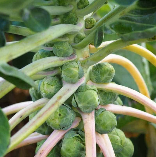 Brussels Sprouts – Hardy Vegetable Seeds