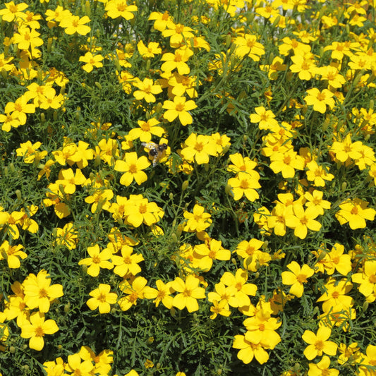 Swamp Marigold Bidens – Perennial Wildflower Garden Seeds