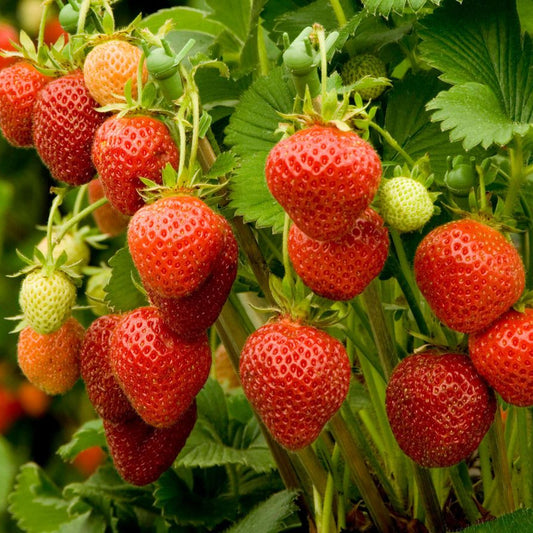 Strawberry Streaks Japanese Garden Fruit Seeds