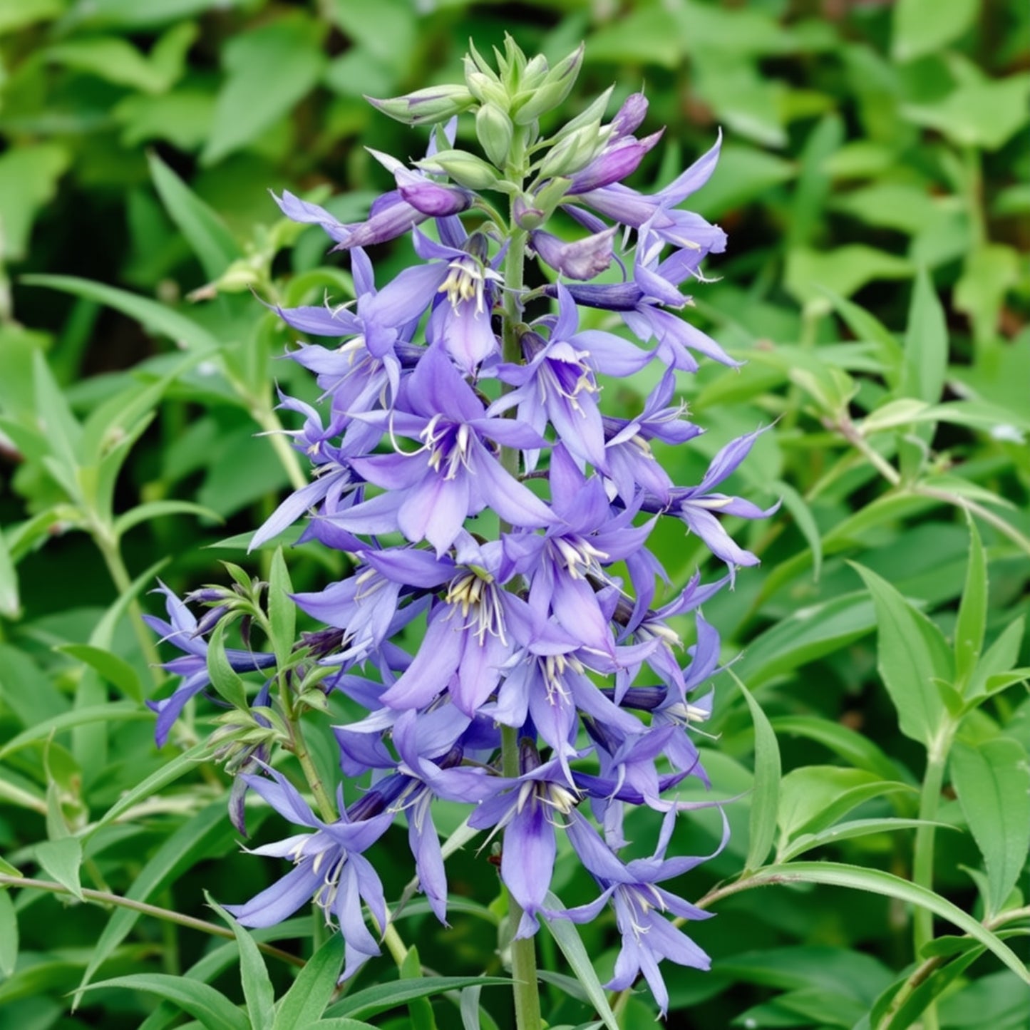 Blue Barlow Aquilegia – Perennial Flower Seeds