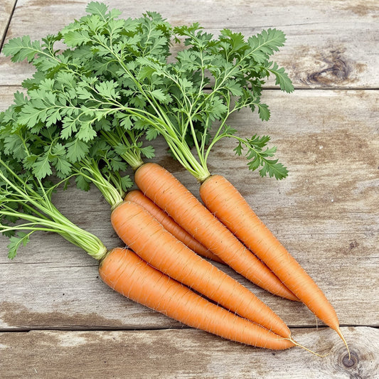 Large Cartilage Carrot – Garden Vegetable Seeds