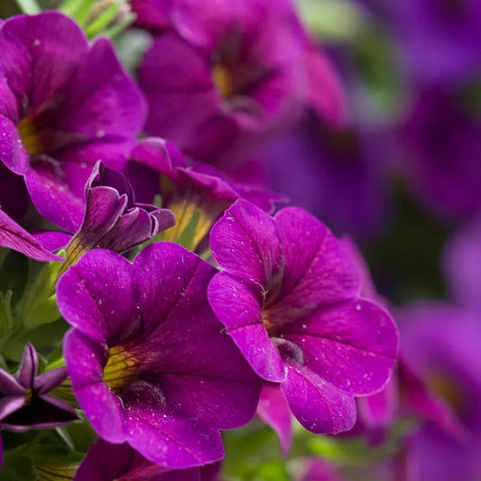 Cabaret Purple Glow Calibrachoa Seeds Bright Purple Trailing Blooms