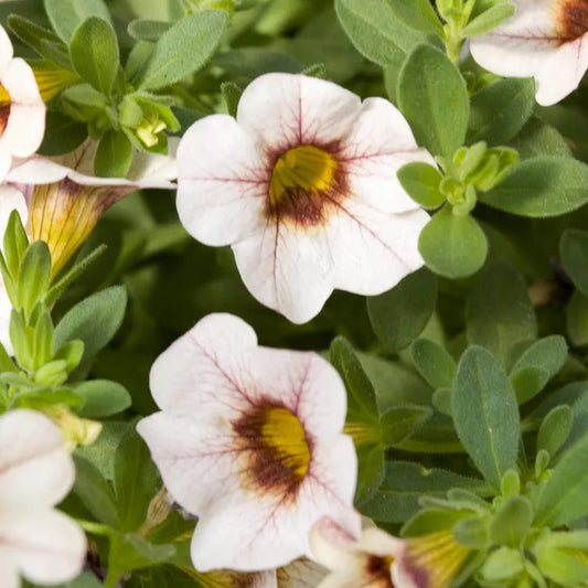 Can-Can Mocha Calibrachoa Seeds Unique Cream & Mocha Blooms