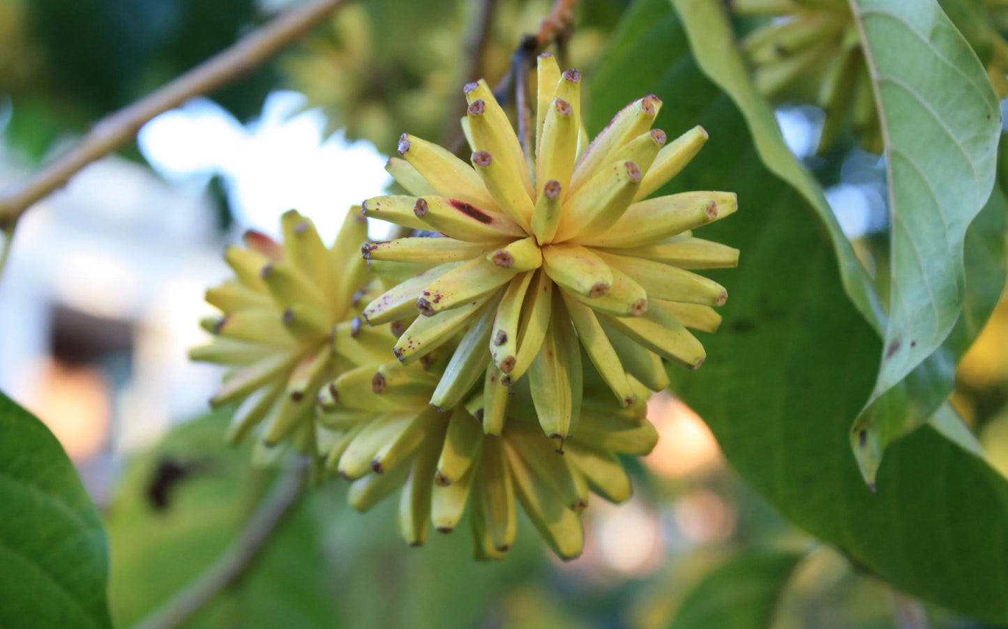 Happy Tree – Fruit Tree Seeds