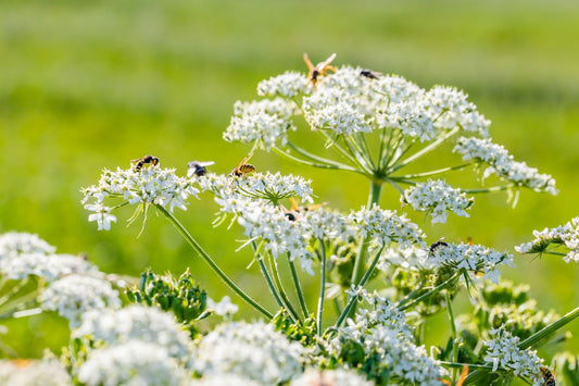 Caraway Carum Carvi – Herb Garden Seeds for Planting