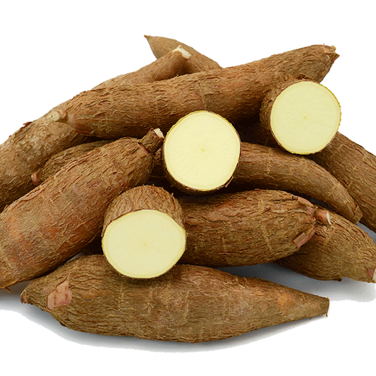 Cassava Plant Seeds Manihot Esculenta High-Yield Root Crop | Tropical Food Plant