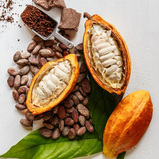 Cacao Fruit Seeds Theobroma Cacao Chocolate Tree Grow Your Own Cocoa at Home