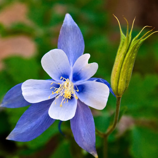 Blue Star Aquilegia – Perennial Flower Seeds