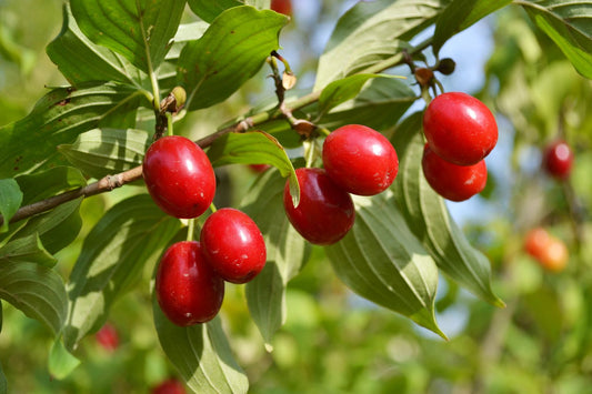 Cornus Officinalis – Dogwood Cornelian Cherry Tree Seeds