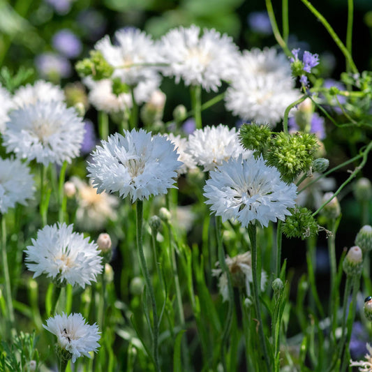 Tall White Bachelor Button Cornflower – Colorful Wildflower Seeds