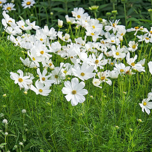 Cosmos Psyche White Cosmos Bipinnatus – Elegant Garden Flower Seeds