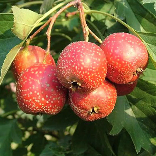 Hawthorn Crataegus Pinnatifida – Chinese Hawthorn Tree Seeds
