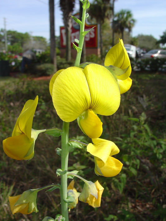 Cat’s Bell Flower Crotalaria Spectabilis – Perennial Flower Seeds