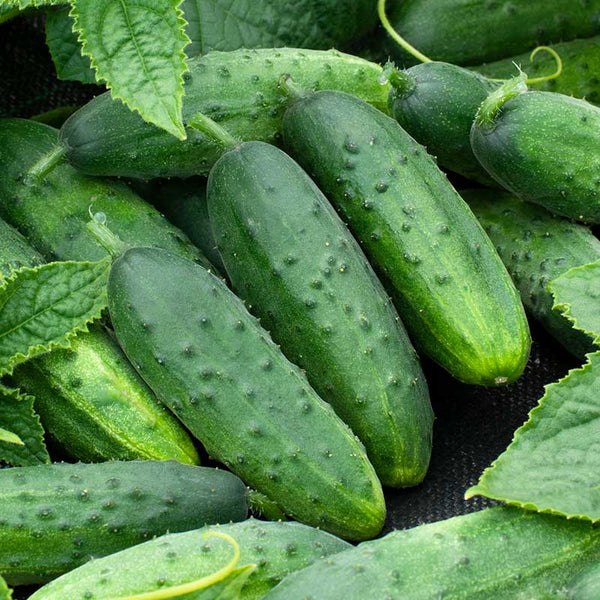 Cucumber Spacemaster Compact Bush Vegetable Seeds