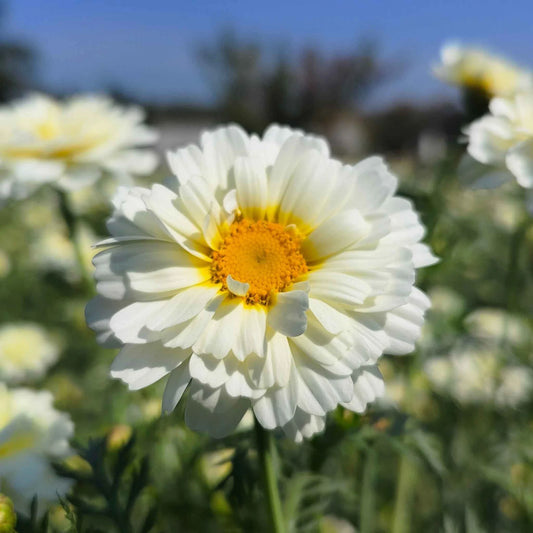 Garland Daisy – Colorful Wildflower Garden Seeds