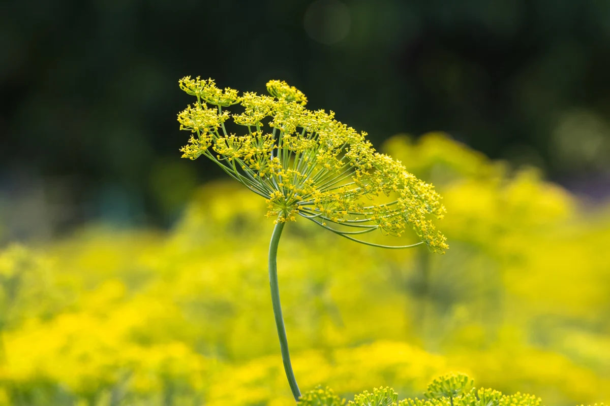 Dill Bouquet Anethum Graveolens – Aromatic Culinary Herb Garden Seeds