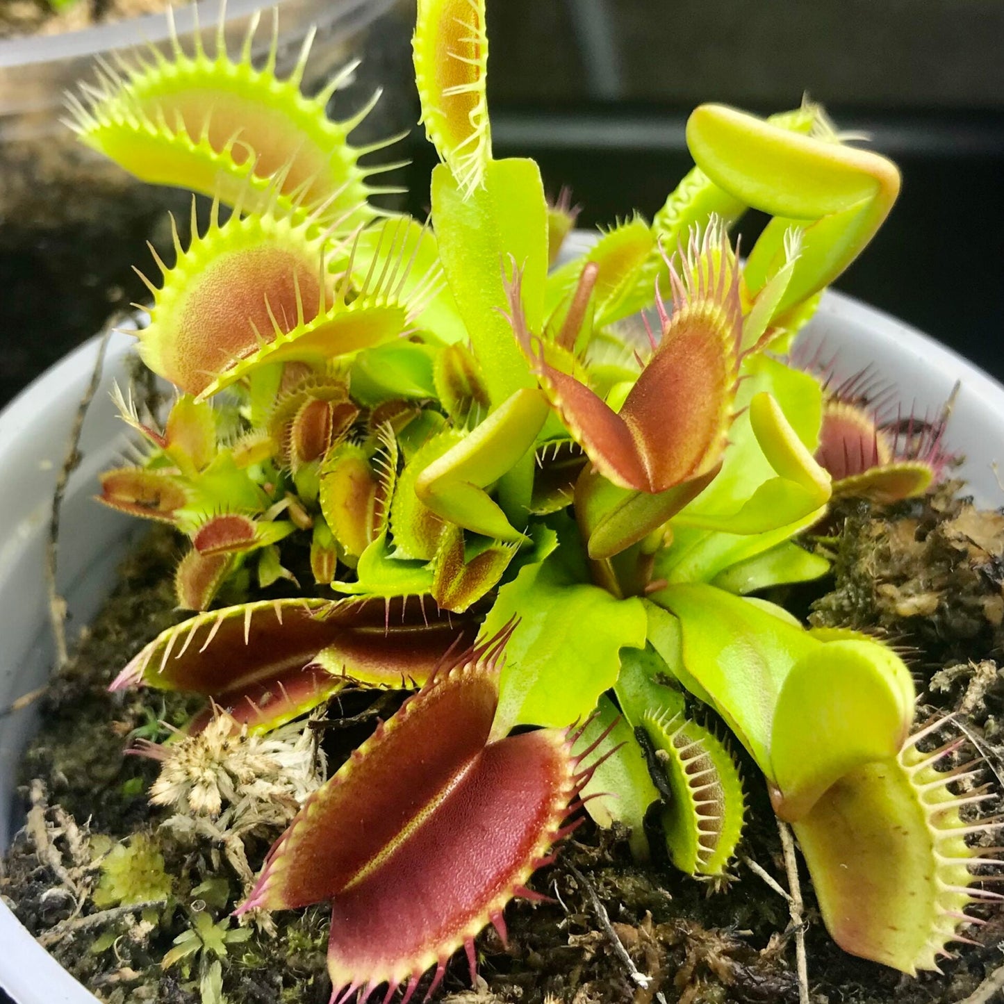 Venus Flytrap ‘B52’ Seeds – Large-Trap Carnivorous Plant Variety for Growing