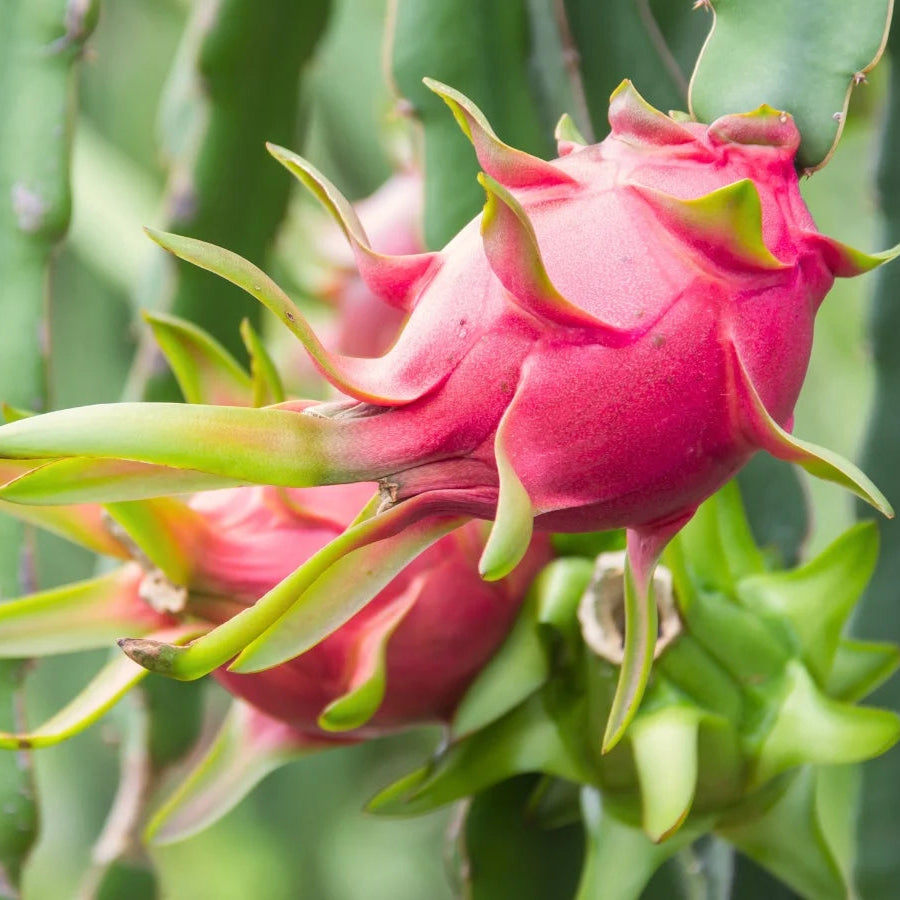 Pitaya (Dragon Fruit) Mix Seeds for Planting – Heirloom, Non-GMO, Red and White Flesh Varieties, Easy to Grow