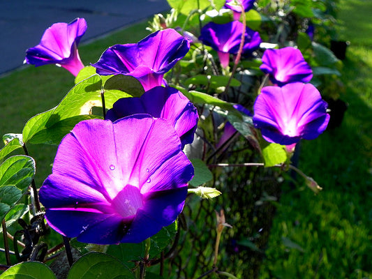 Star Of Yelta – Garden Flower Seeds