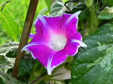 Kikyo Rose Japanese – Garden Flower Seeds