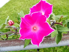 Kikyo Red Japanese – Garden Flower Seeds