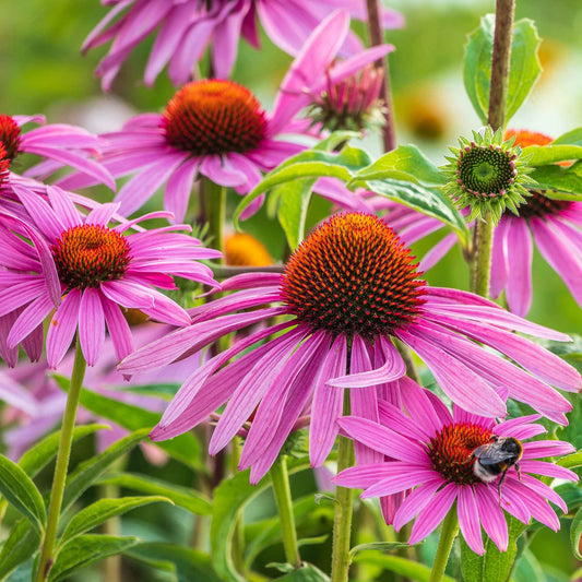 Pale Purple Coneflower – Hardy Wildflower Seeds