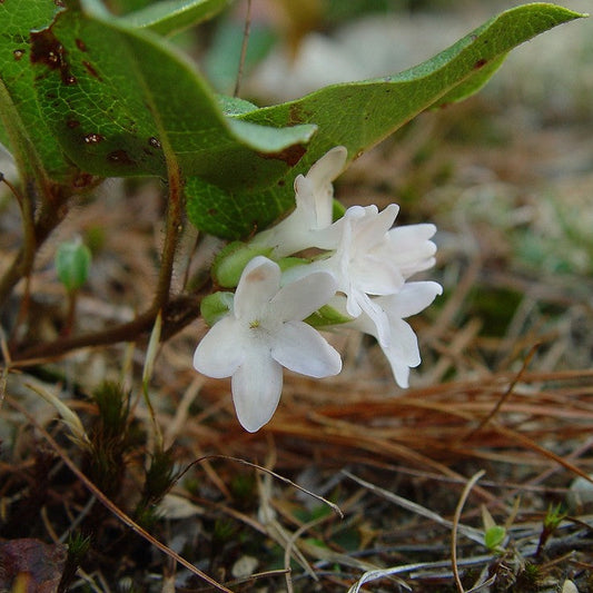 Trailing Arbutus Seeds EpigaeaRepens Fragrant Woodland Groundcover - Early Spring Blooms