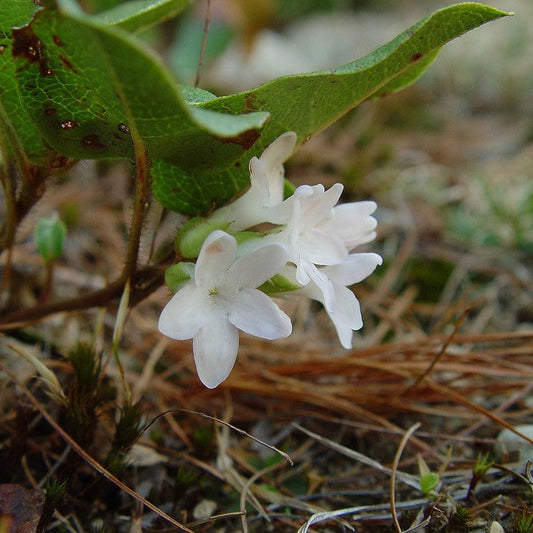 Arbutus White Bloom Seeds – Heirloom, Non-GMO, Evergreen Ornamental Shrub