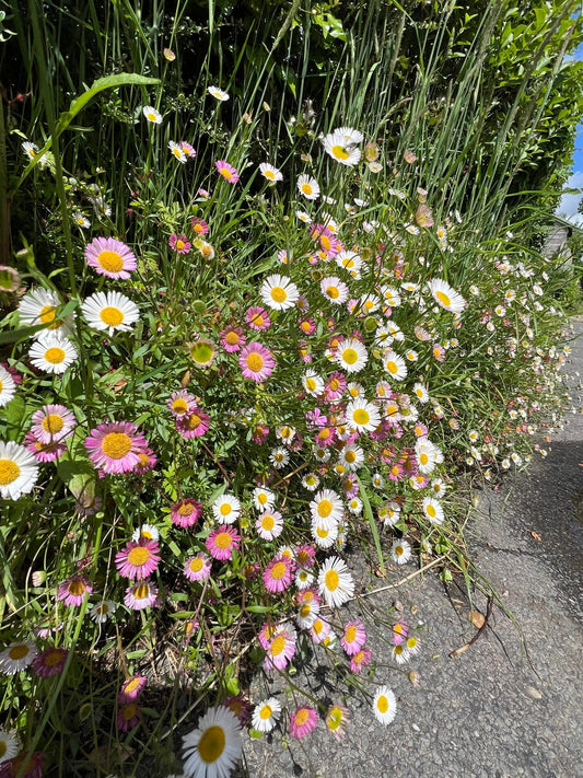 Erigeron Erigeron Karvinskianus – Profusion Garden Flower Seeds