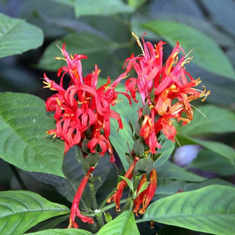 Pachystachys Red Lutea Ornamental Flower Seeds – Tropical Decorative Blooms for Planting