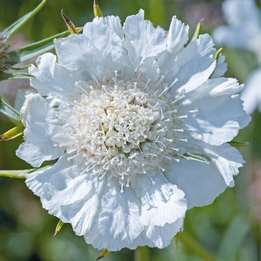 Scabiosa Fama White Seeds – Pure White Pincushion Flower for Gardens & Cut Displays