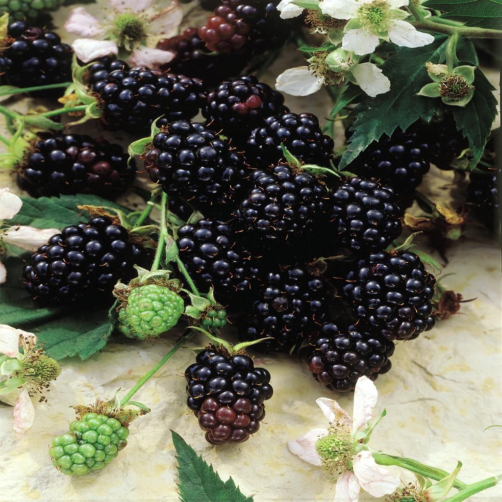 Chester Thornless Blackberry Plugs Blackberry Plugs Category eg, Flower Seeds