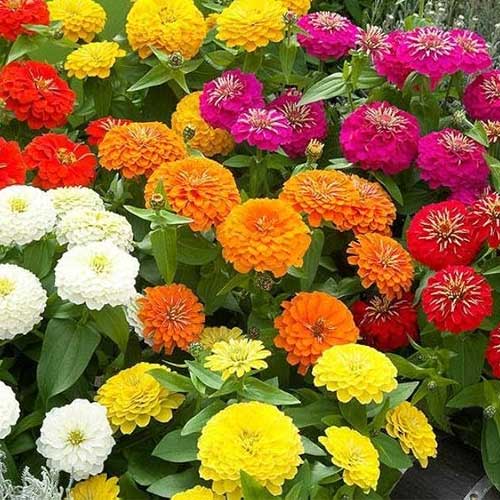 Dahlia Flowered Mixed Zinnia – Colorful Wildflower Seeds