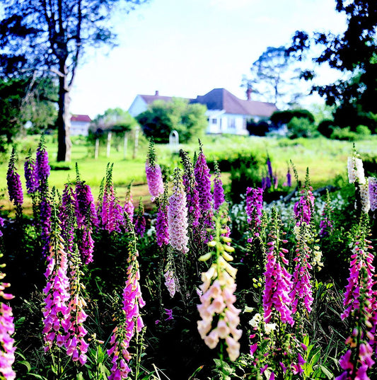 Foxglove Digitalis – Colorful Perennial Garden Flower Seeds