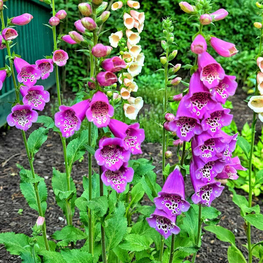 Digitalis Purple Foxglove – Garden Flower Seeds
