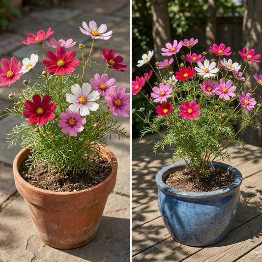 Dazzler Cosmos – Colorful Wildflower Garden Seeds