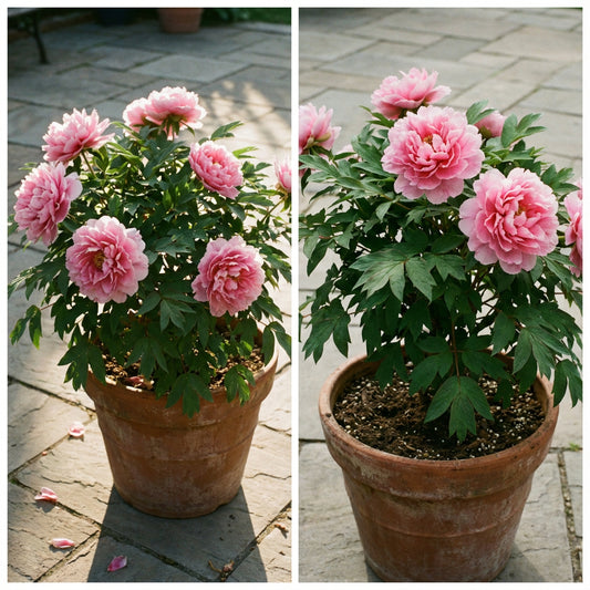 Tree Peony Paeonia Suffruticosa – Hardy Perennial Flower Seeds