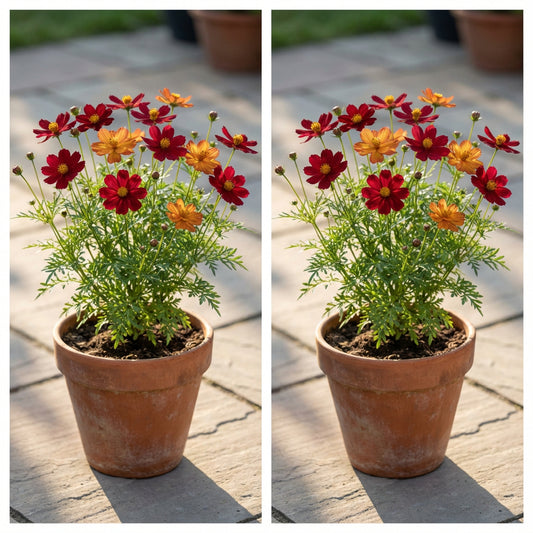 Radiance Cosmos – Colorful Wildflower Garden Seeds