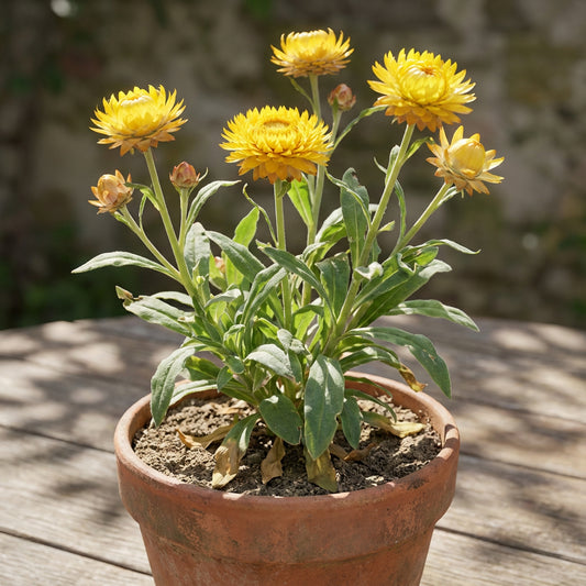 Strawflower – Colorful Wildflower Garden Seeds