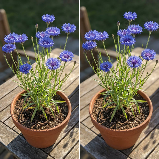 Tall Blue Bachelor Button – Hardy Wildflower Garden Seeds