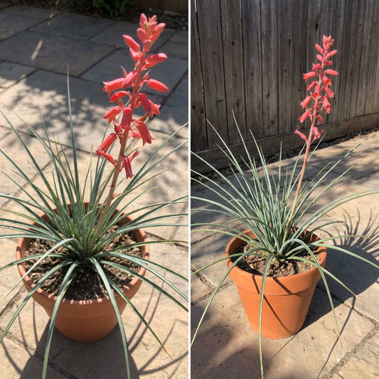 Texas Red Yucca Hesperaloe Parviflora – Hardy Flowering Shrub Seeds