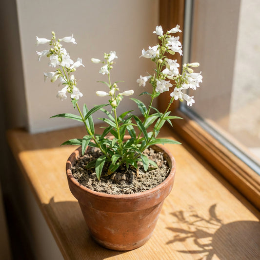 Tube Beardtongue – Hardy Wildflower Garden Seeds