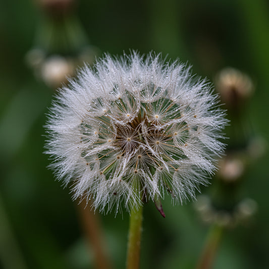 Dandelion Flowers Seeds – Garden Flower Seeds
