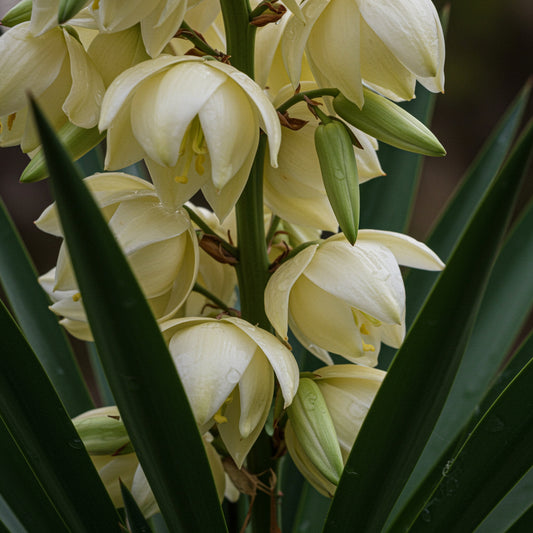 Yucca Glauca – Perennial Succulent Shrub Garden Flower Seeds