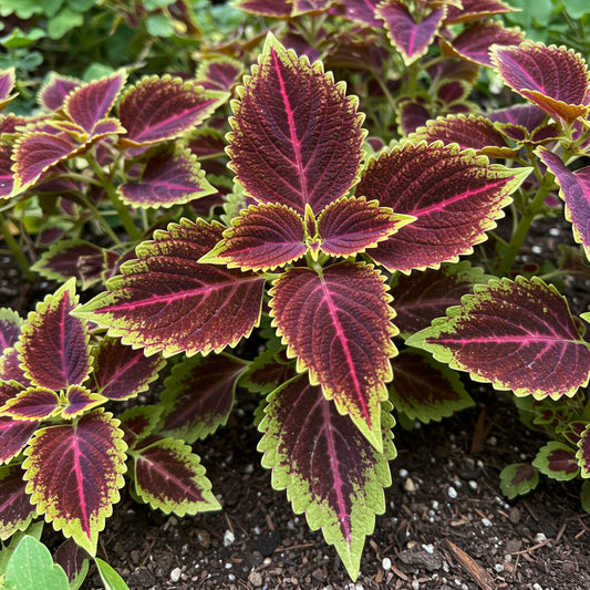 Coleus Rainbow Mix – Colorful Foliage Garden Flower Seeds