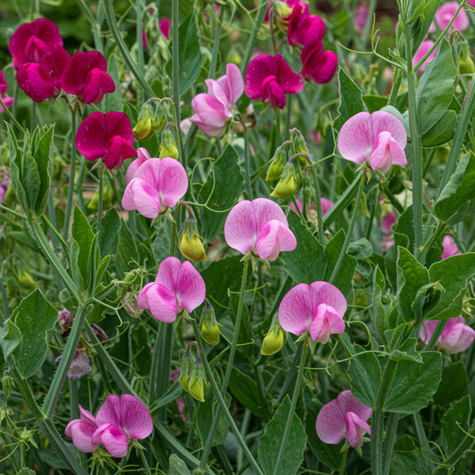 Mixed Knee High Sweet Pea Lathyrus – Climbing Wildflower Garden Seeds