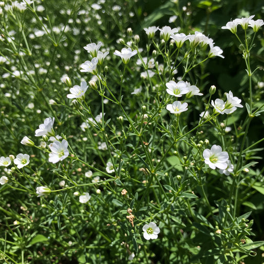 Annual Baby’s Breath Gypsophila – Colorful Wildflower Garden Seeds