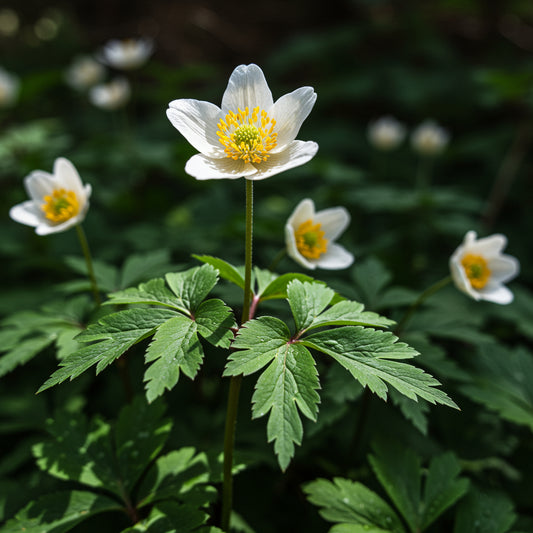 Canada Anemone Anemone Canadensis – Hardy Wildflower Garden Seeds