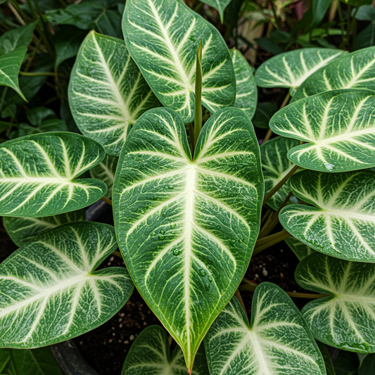 Christia Obcordata Marble – Butterfly Wing Flower Garden Seeds